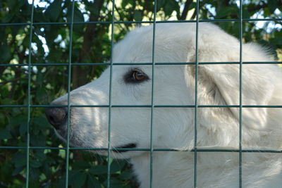 Close-up of dog seen through fence