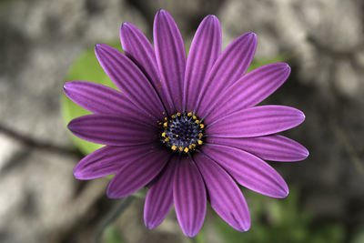Close-up of purple flower