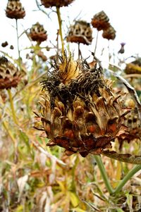 Close-up of bee pollinating on dry flower