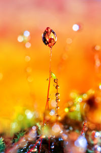 Close-up of water on plant