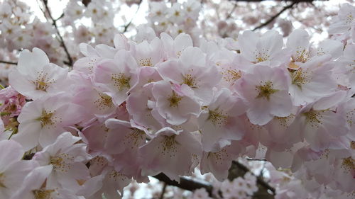 Close-up of pink flowers