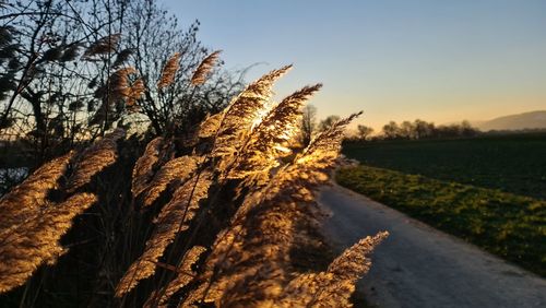Road amidst trees against sky during sunset