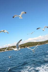 Seagulls flying over sea against clear blue sky