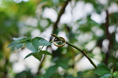 Close-up of green plant