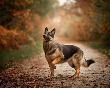 Dog standing on field