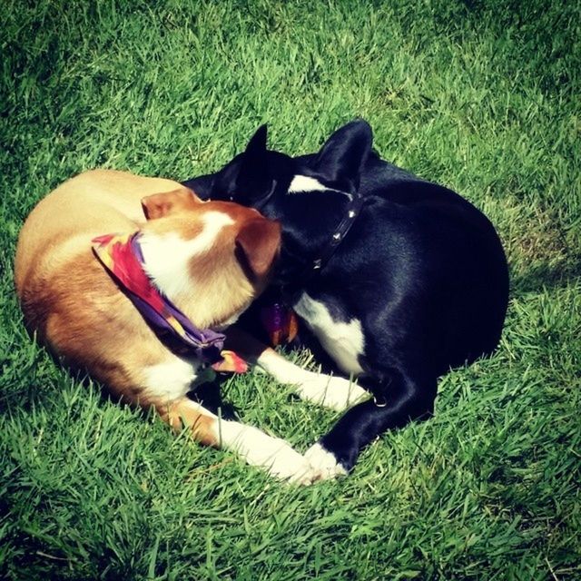 domestic animals, pets, animal themes, mammal, dog, grass, one animal, grassy, field, relaxation, two animals, pet collar, high angle view, green color, lying down, black color, resting, sitting, no people, day