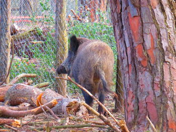 View of an animal on tree trunk