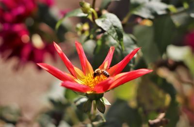 Close-up of bee pollinating on flower