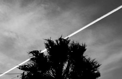 Low angle view of palm trees against cloudy sky