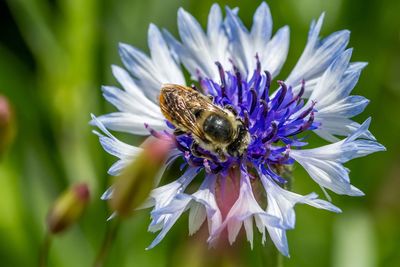 Close-up of honey bee on purple flower