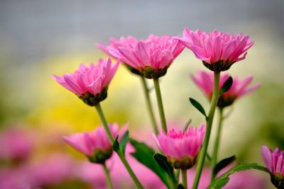 Close-up of pink flowering plants