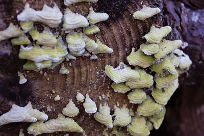 High angle view of mushrooms growing on tree trunk
