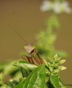 Close-up of praying mantis on plant