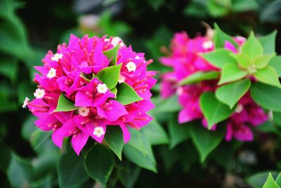 Close-up of pink flowering plants