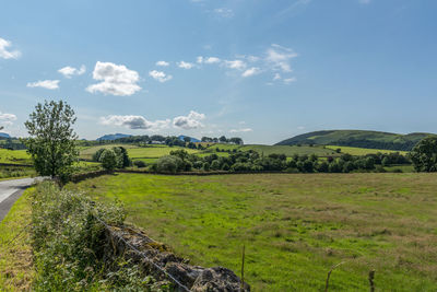 Close-up of grass field