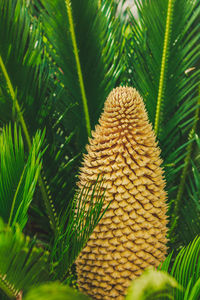 Close-up of fresh green plant