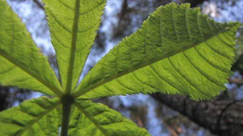 Close-up of leaves