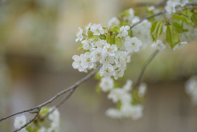 Close-up of white flowering plant