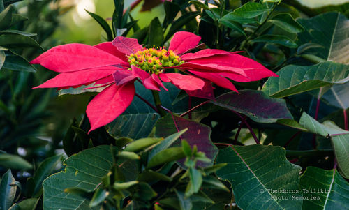 Close-up of red flowers blooming outdoors