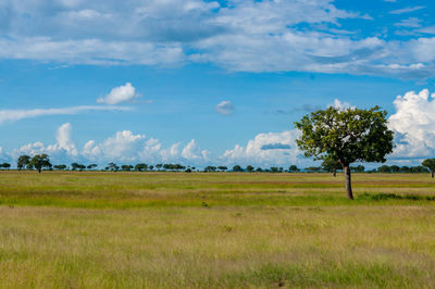 Trees on game reserve field against sky