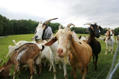 Cows standing in a field