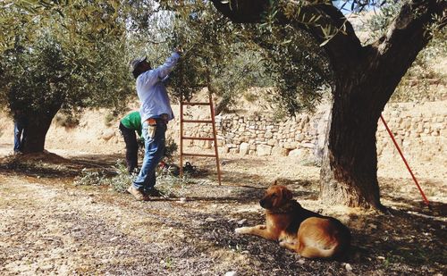 Men plucking fruits from tree while dog resting on field