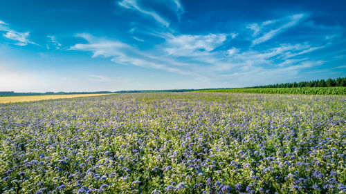 Scenic view of field against blue sky