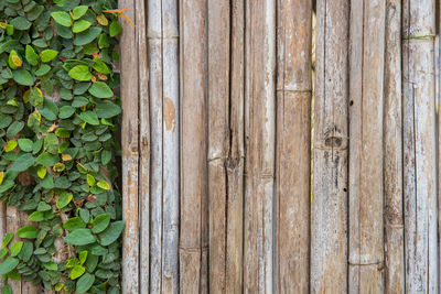 Full frame shot of ivy on wooden wall