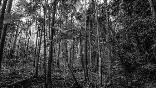 Low angle view of bamboo trees in forest