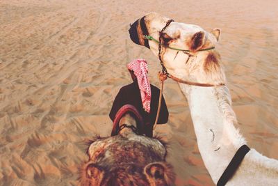 High angle view of dog sitting on sand