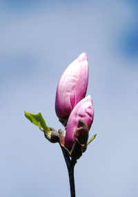 Close-up of pink lotus flower bud