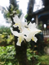 Close-up of white cherry blossom tree