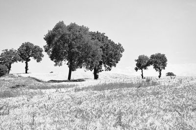 Trees on field against sky