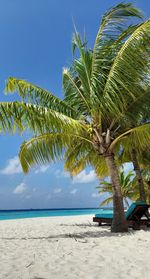 Palm trees on beach against clear sky