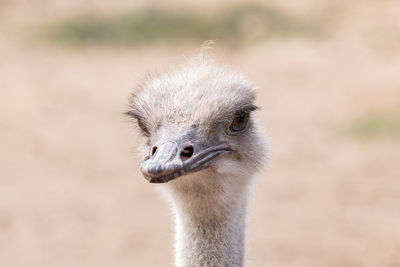 ostrich