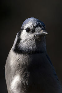 Close-up of bird against black background