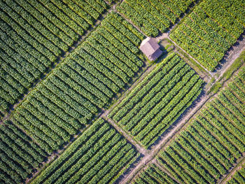 Full frame shot of vineyard