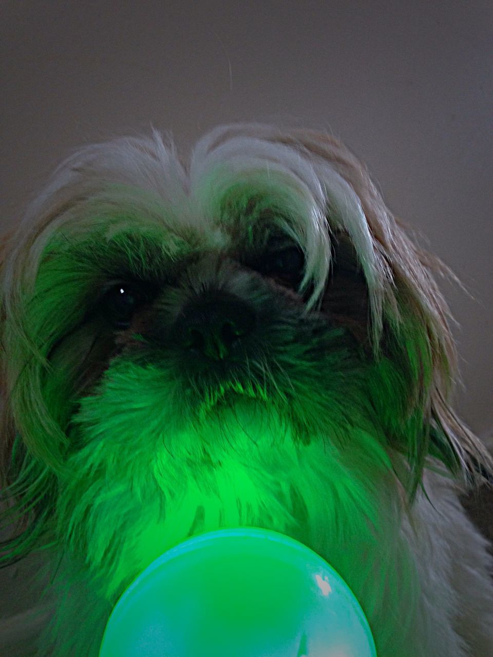 CLOSE-UP PORTRAIT OF A DOG IN MOUTH