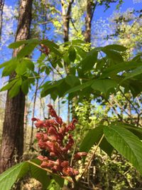 Low angle view of plant growing on tree