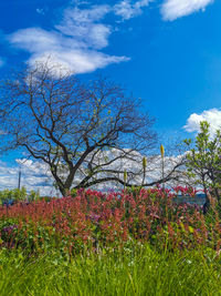 Flowering plants on field against blue sky