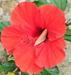 Close-up of hibiscus blooming outdoors