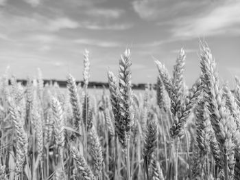 Close-up of stalks in field against sky