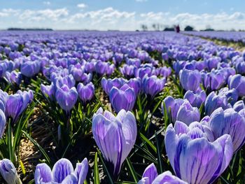 Close-up of purple crocus flowers on field