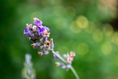 Close-up of purple flowers blooming outdoors