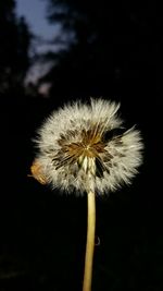 Close-up of dandelion flower