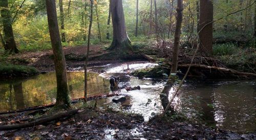 Scenic view of waterfall in forest