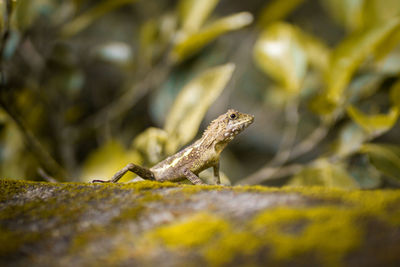 Close-up of lizard on rock