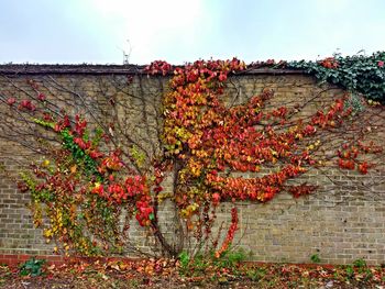 Plants growing on wall