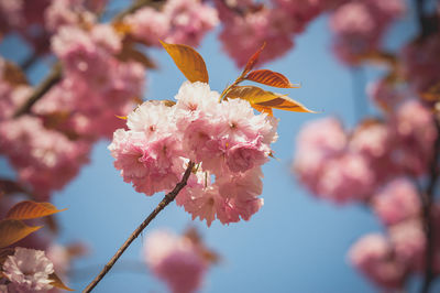 Close-up of cherry blossoms on pink flowering plant