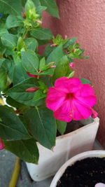 Close-up of pink flowering plant